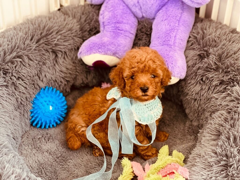 Criadores-de-perros-en-Tarragona