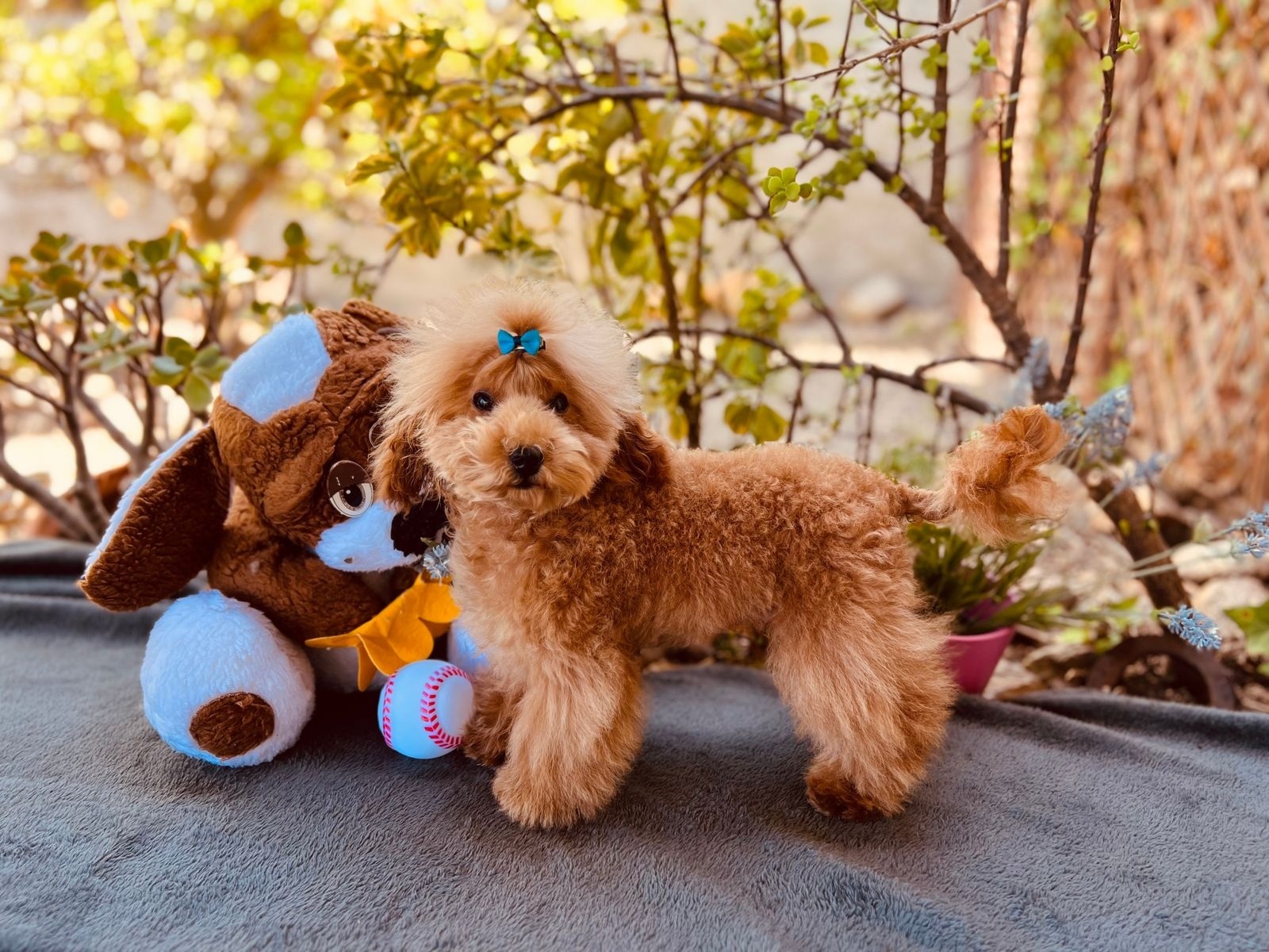 El cuidado de tu Caniche